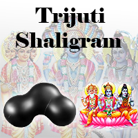 Trijuti Shaligram